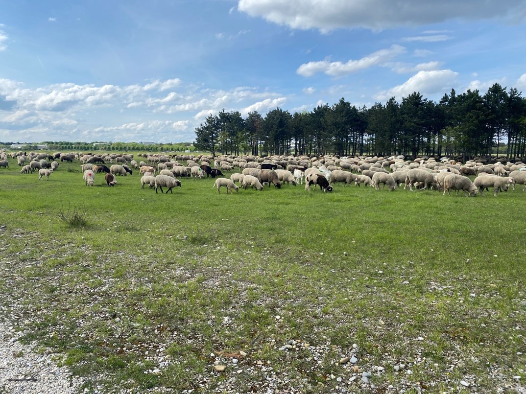 Was geschieht auf der Fröttmaninger Heide?