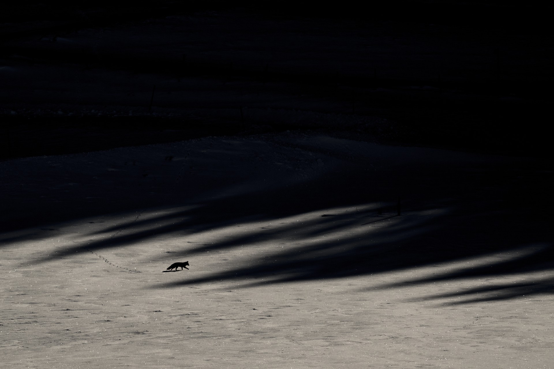 Bilder aus Das Flüstern der Wälder