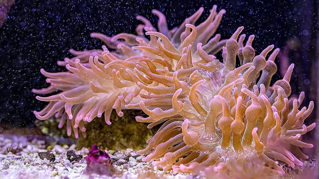 Faszinierende Miniaturwelten – Exquisite Lebensformen