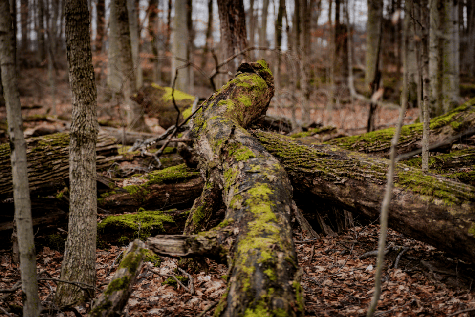 Schnitzeljagd durch den Perlacher Forst