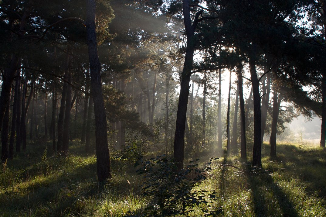 Quo vadis, Wald – die Zukunft unserer Nadelbäume