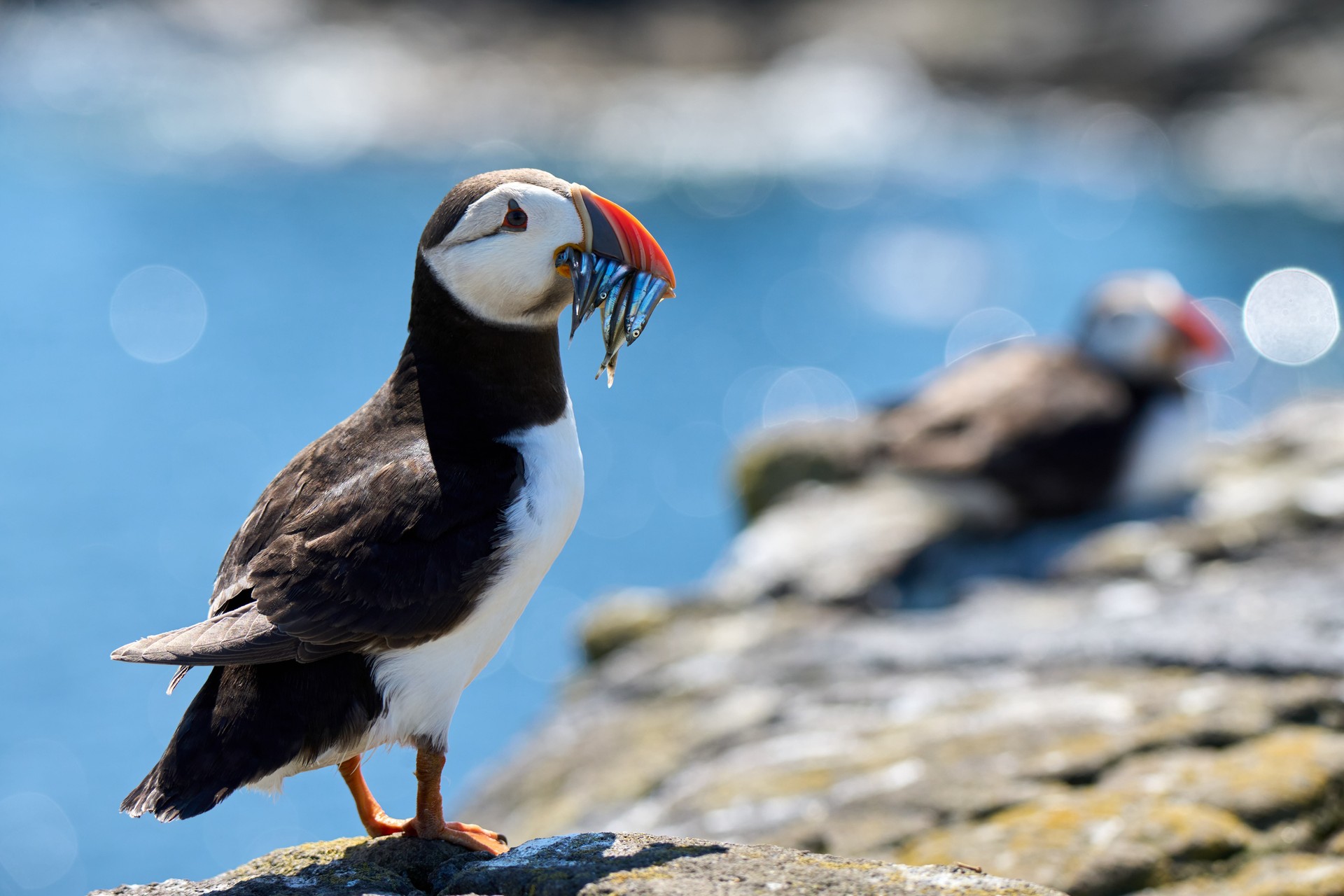 Bilder aus Die wilde Nordsee - Natur, die sich nicht zähmen lässt