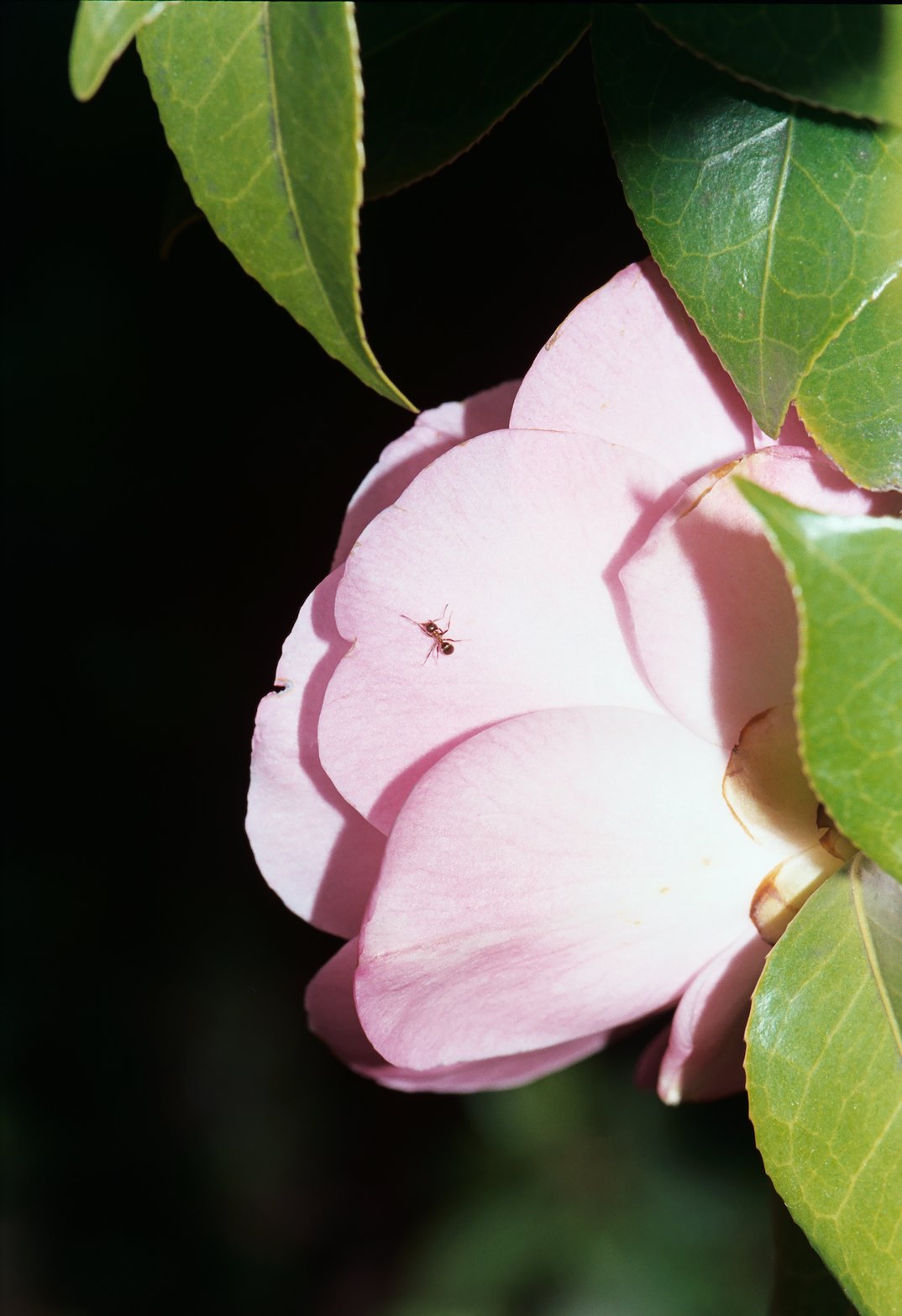 Dorothea Lasky: Roses