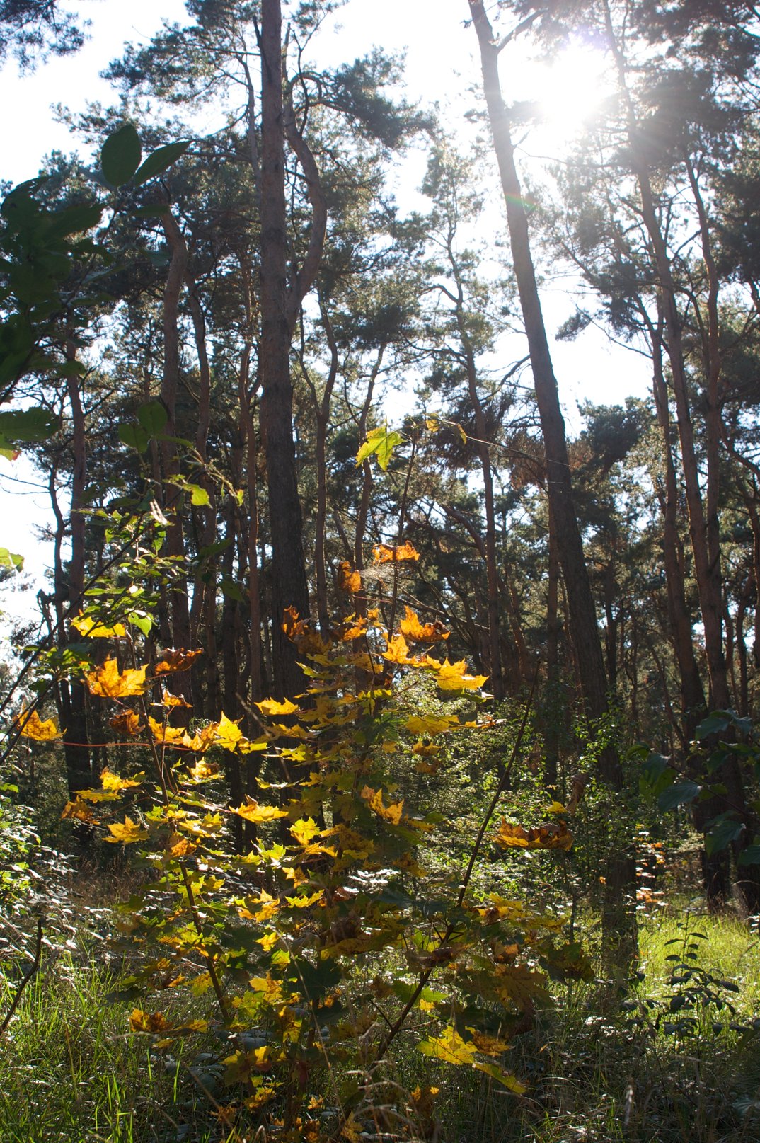 Wo sich Fuchs und Hase begegnen