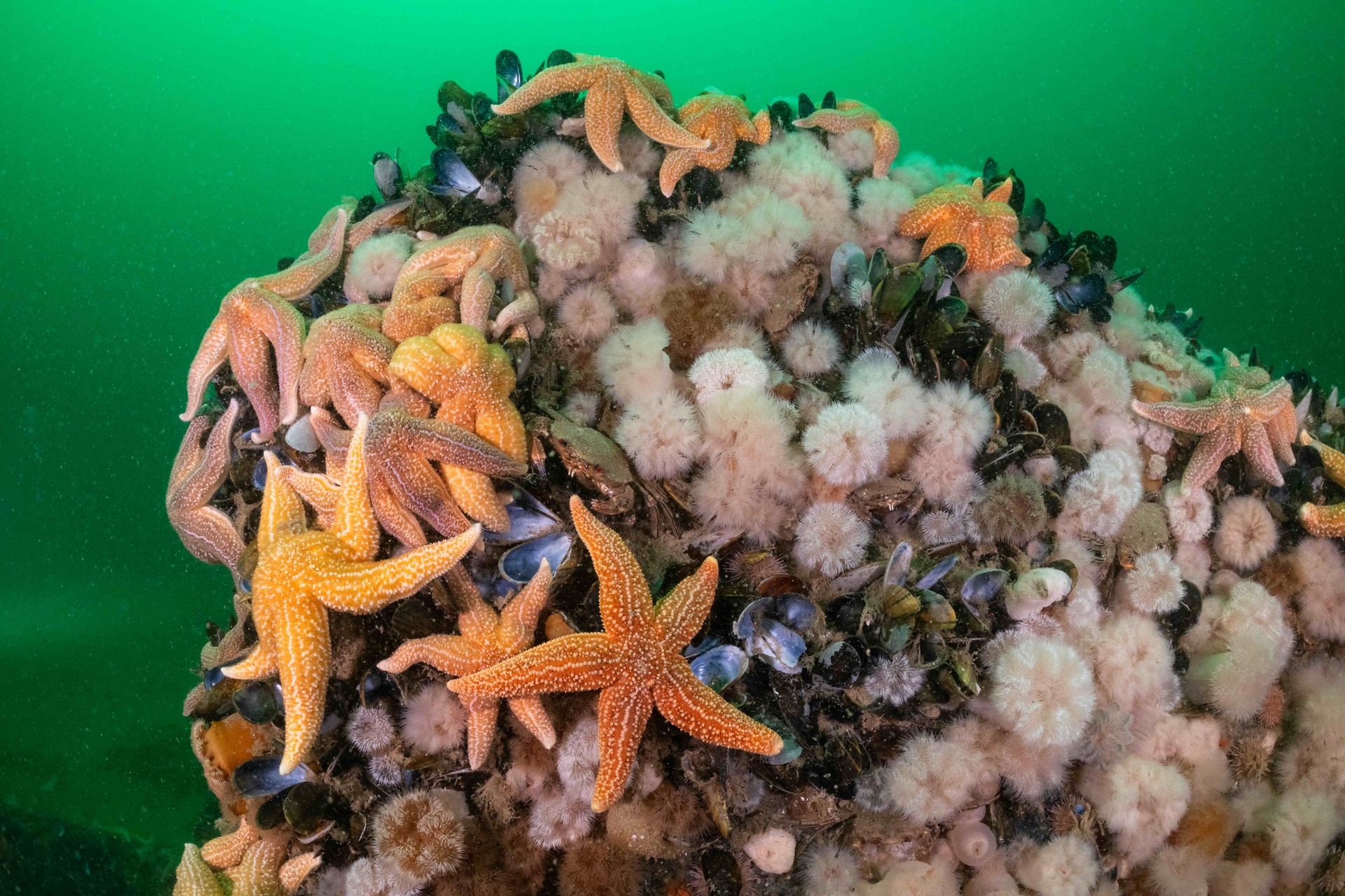 Bilder aus Die wilde Nordsee - Natur, die sich nicht zähmen lässt