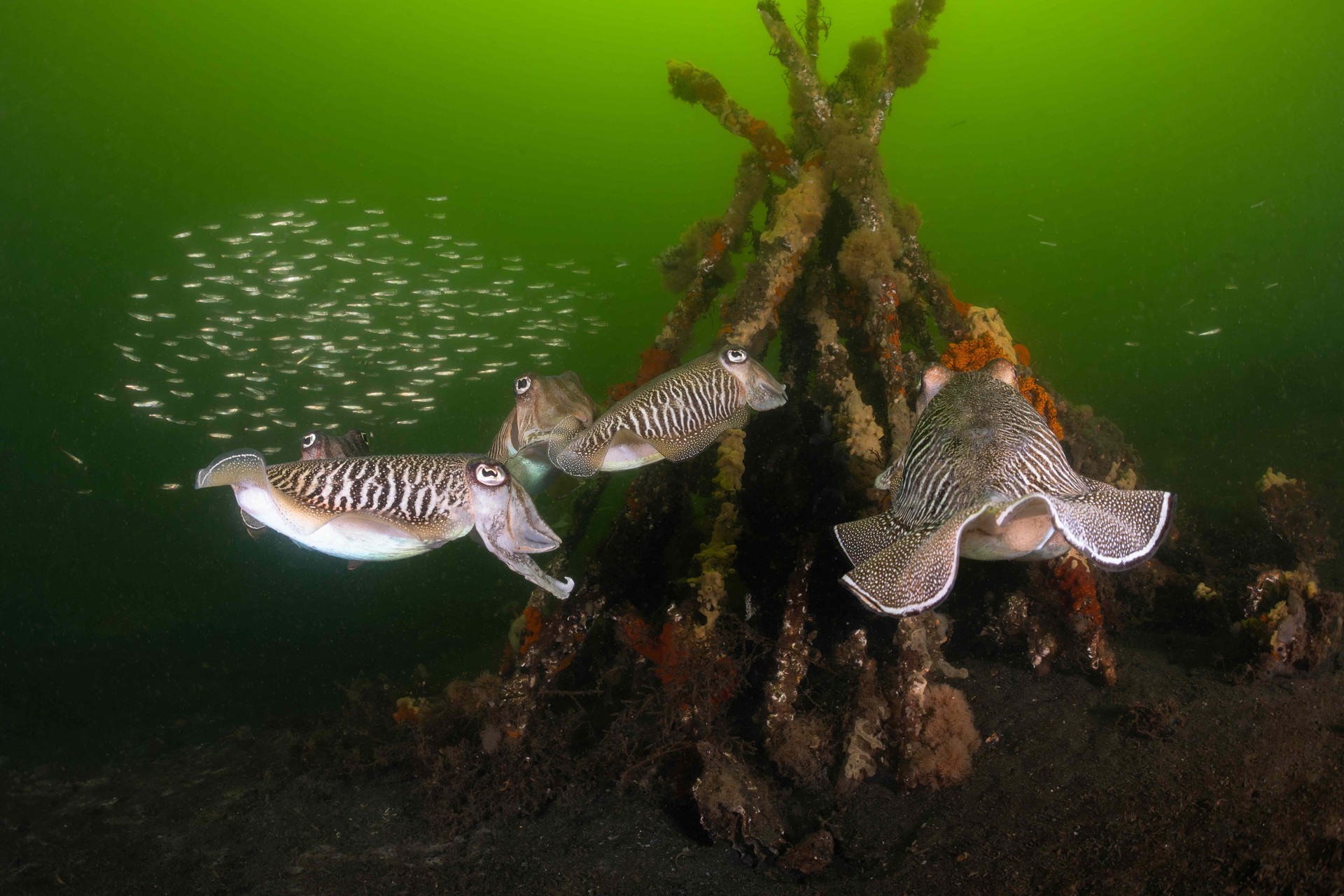 Bilder aus Die wilde Nordsee - Natur, die sich nicht zähmen lässt