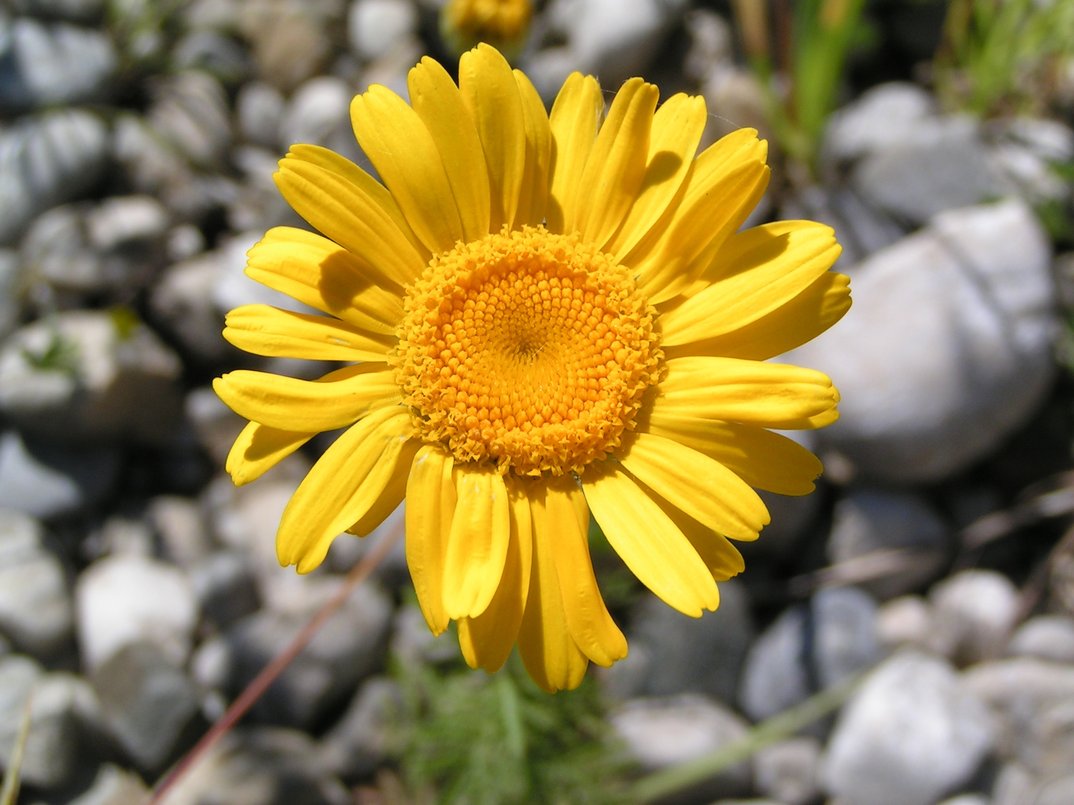 Blütenreichtum auf Magerstandorten erleben und fördern