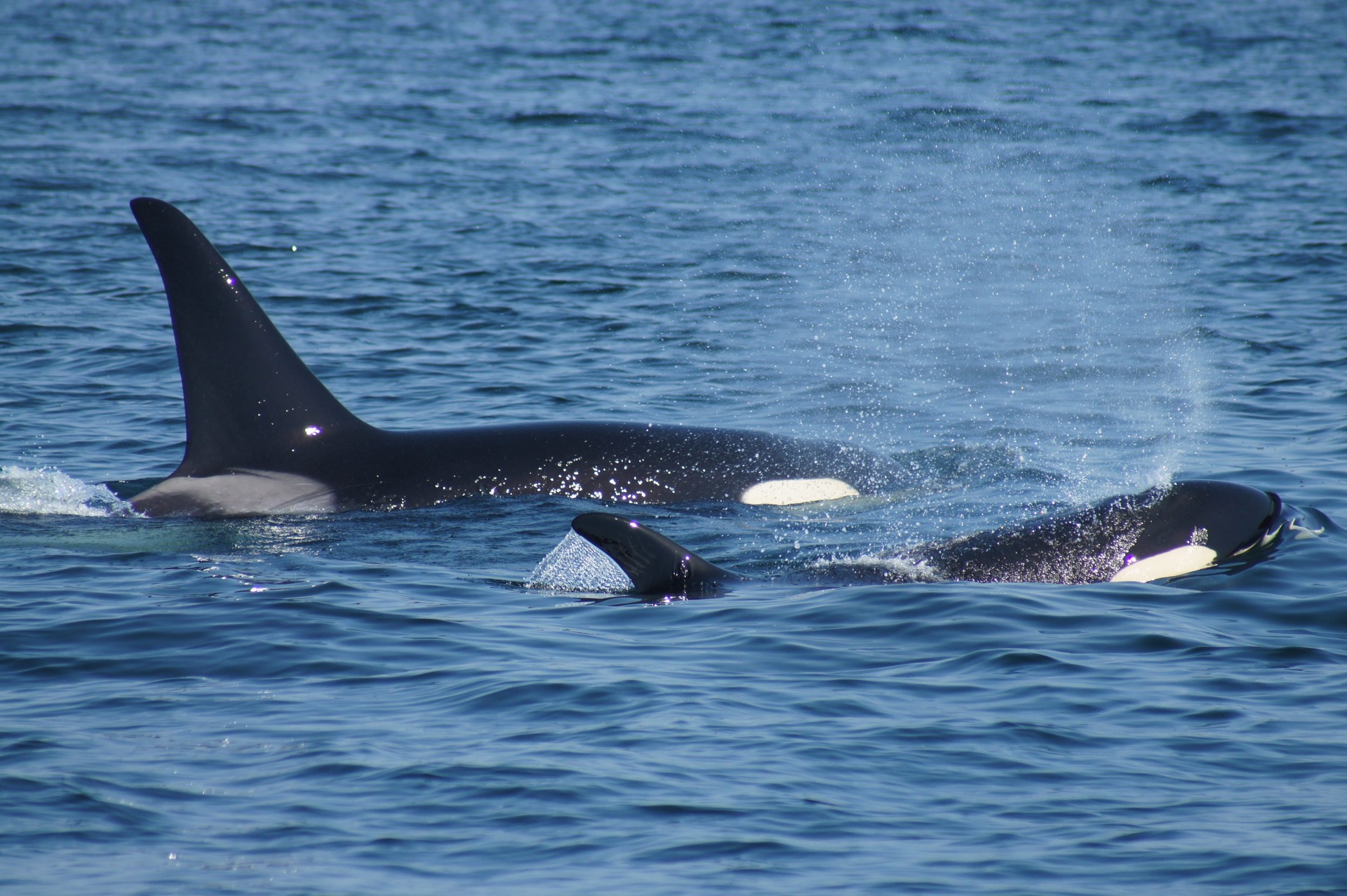 Bilder aus Die wilde Nordsee - Natur, die sich nicht zähmen lässt