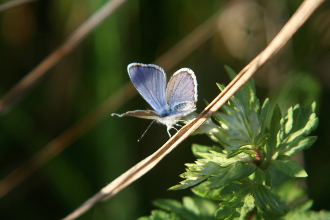 Wildes Leben in der Heide  – Entdeckungstour für Familien