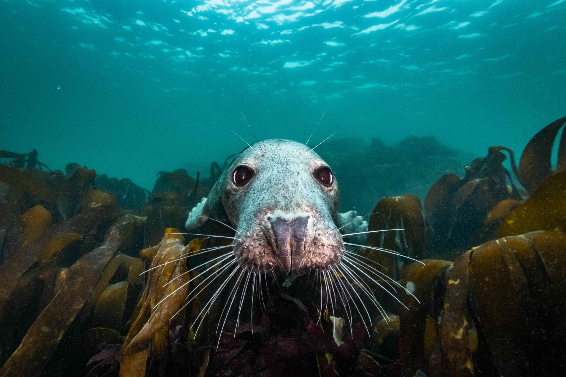 Bilder aus Die wilde Nordsee - Natur, die sich nicht zähmen lässt