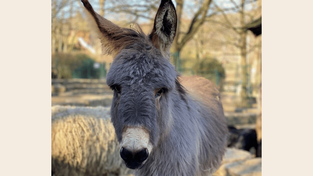 Eselwanderung für die ganze Familie
