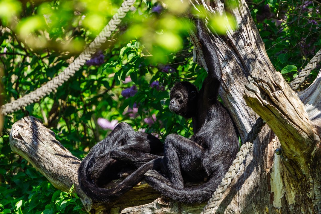 Die Arbeit der Umweltschutzorganisation Jocotoco