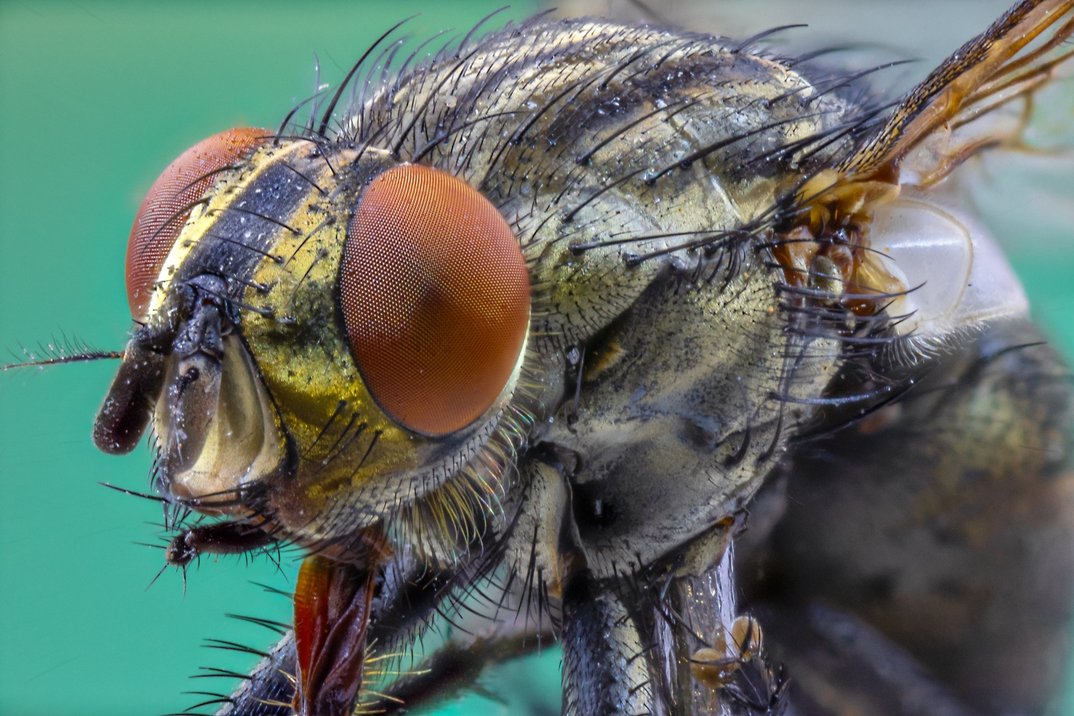 Entdecke die Mikrowelt