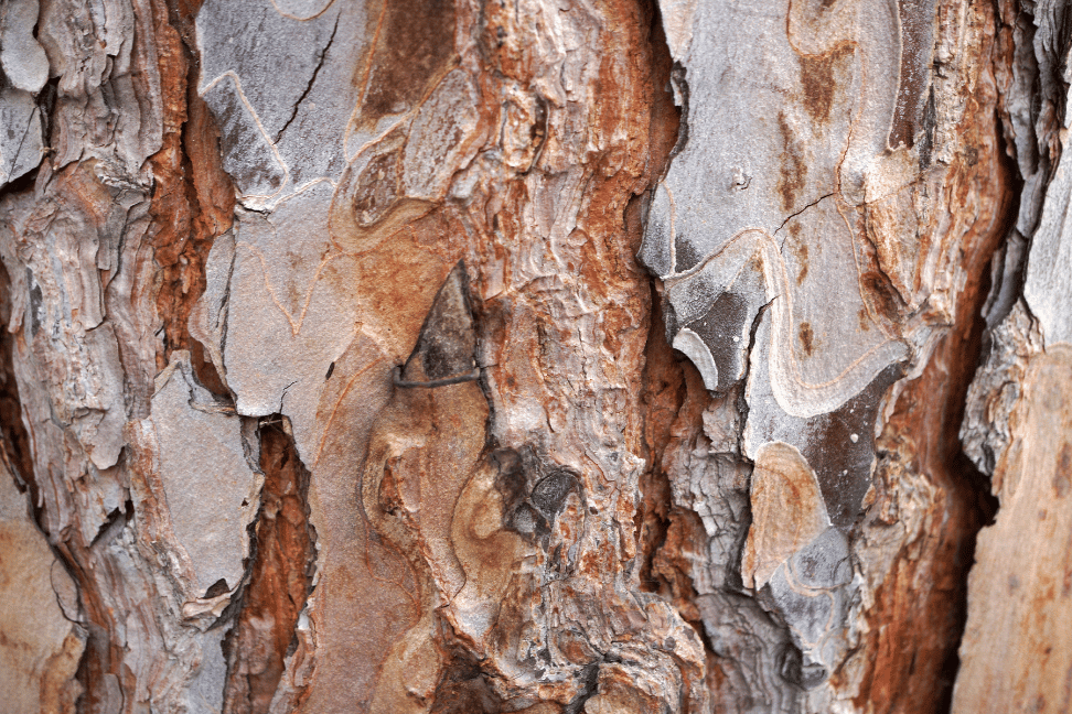 Naturerfahrung: Baum und Mensch