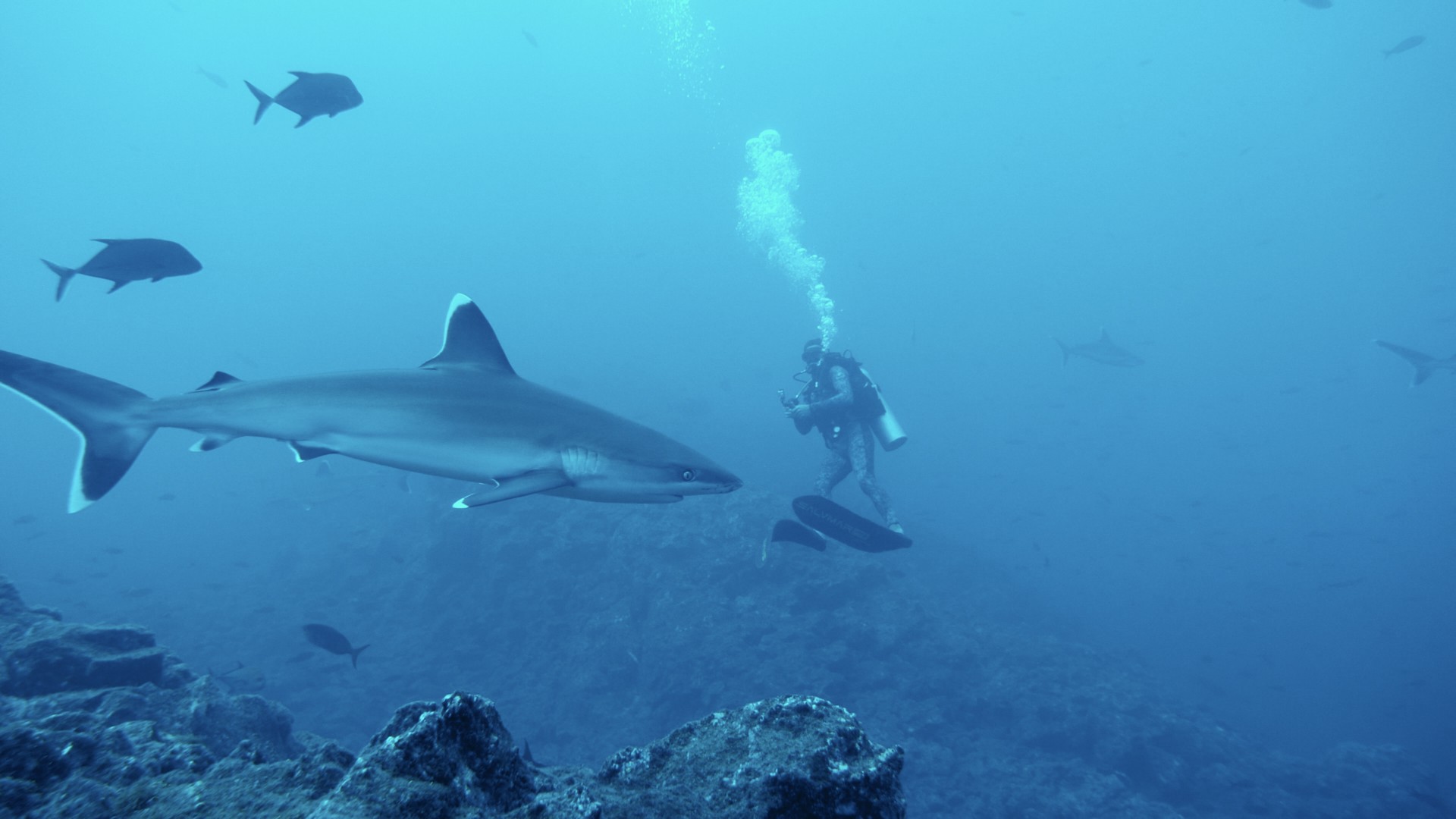 Bilder aus Segeljungs - Mit Null Ahnung um die Welt