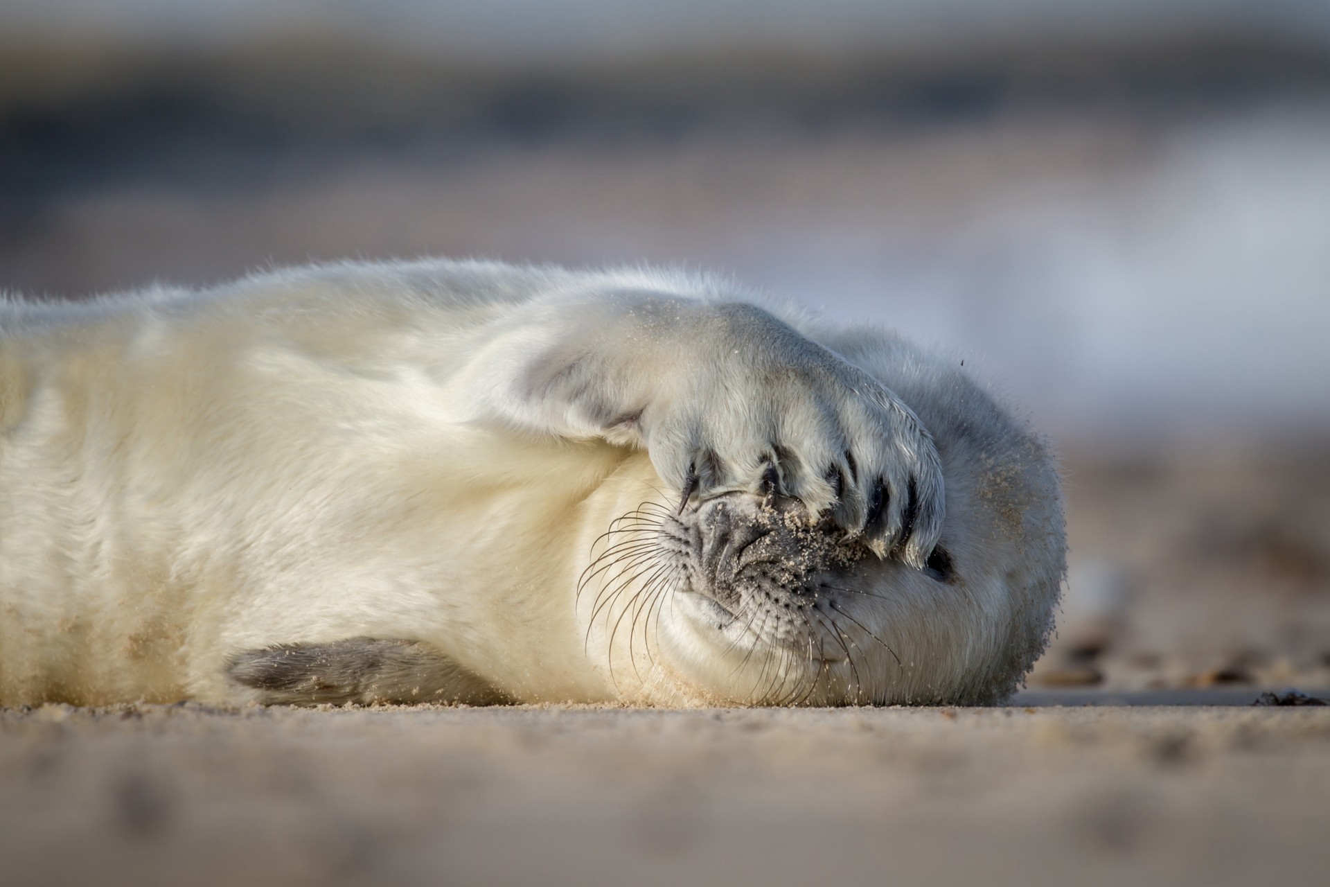 Bilder aus Die wilde Nordsee - Natur, die sich nicht zähmen lässt