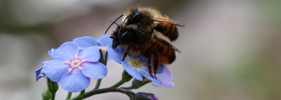 Wildbienen-Aktionsvormittag – Zuhören und Basteln