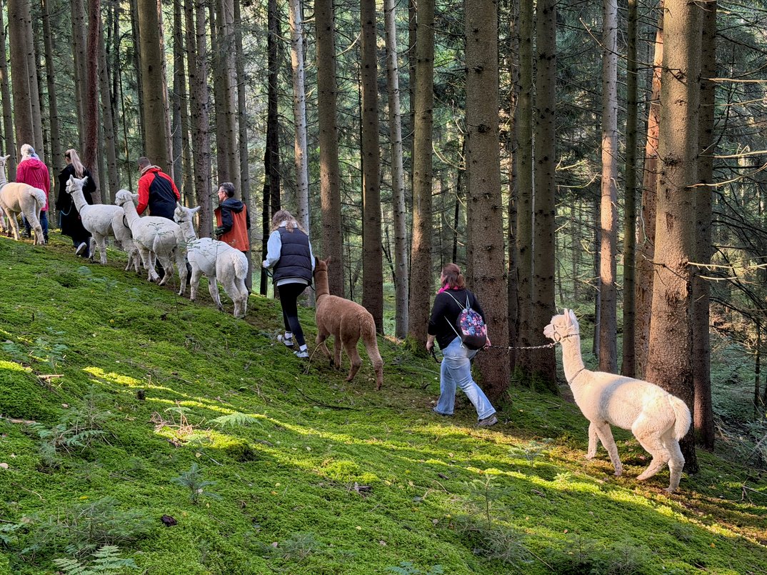 Alpaka-Wanderung in der Weilachmühle