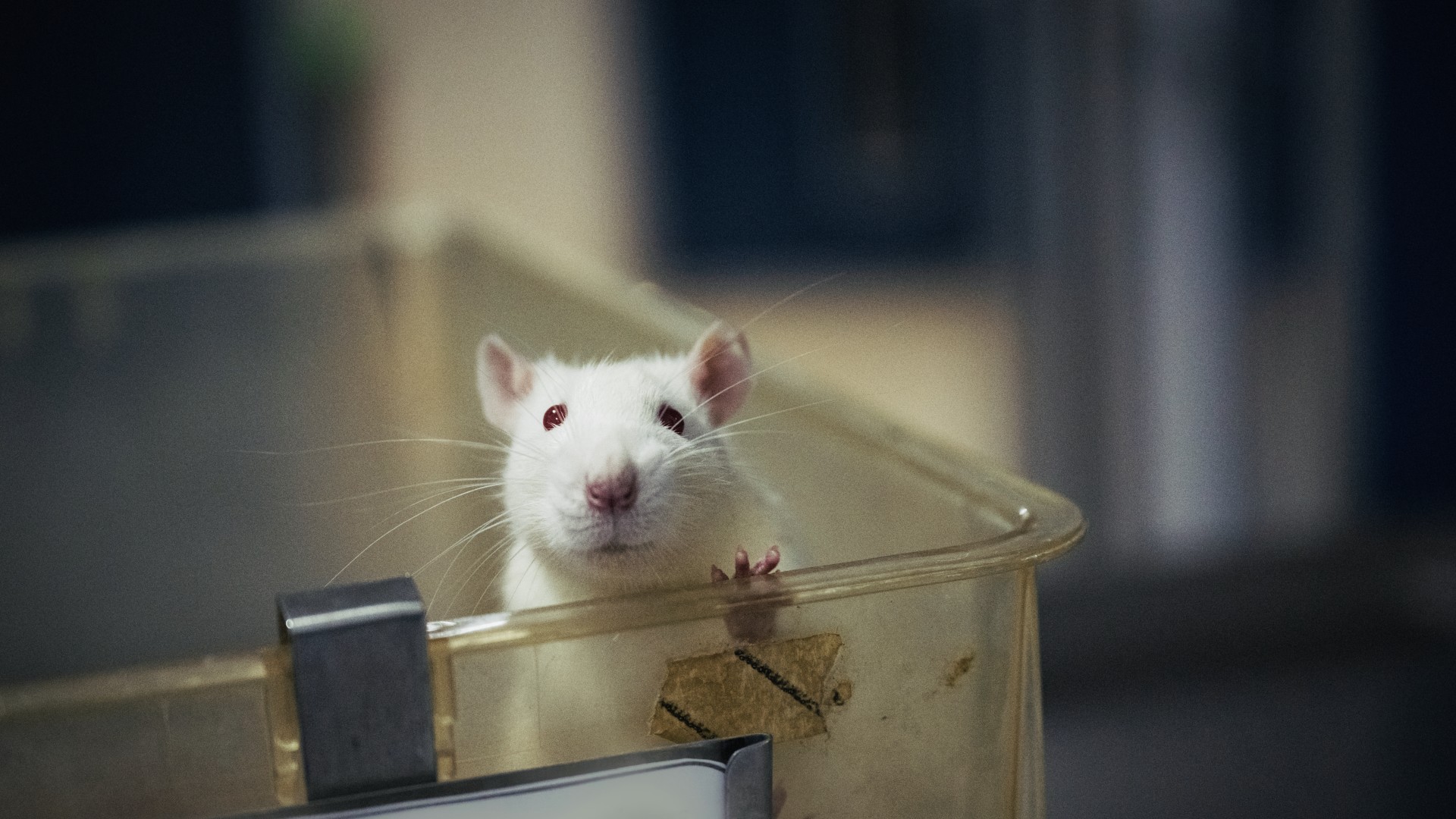 Bilder aus Future Science - Das Ende der Tierversuche?