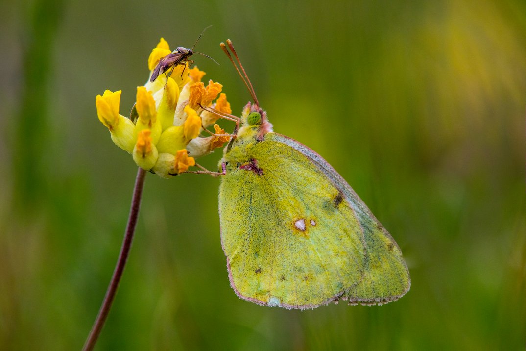Entdecke die Mikrowelt