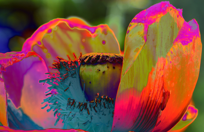 Jutta Pielenz „Natur in Ekstase“