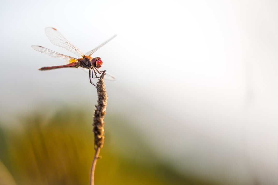Entdecke die Mikrowelt