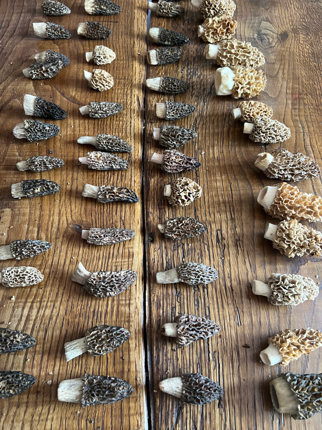 Frühjahrspilze-/Morchel Tour mit Menü