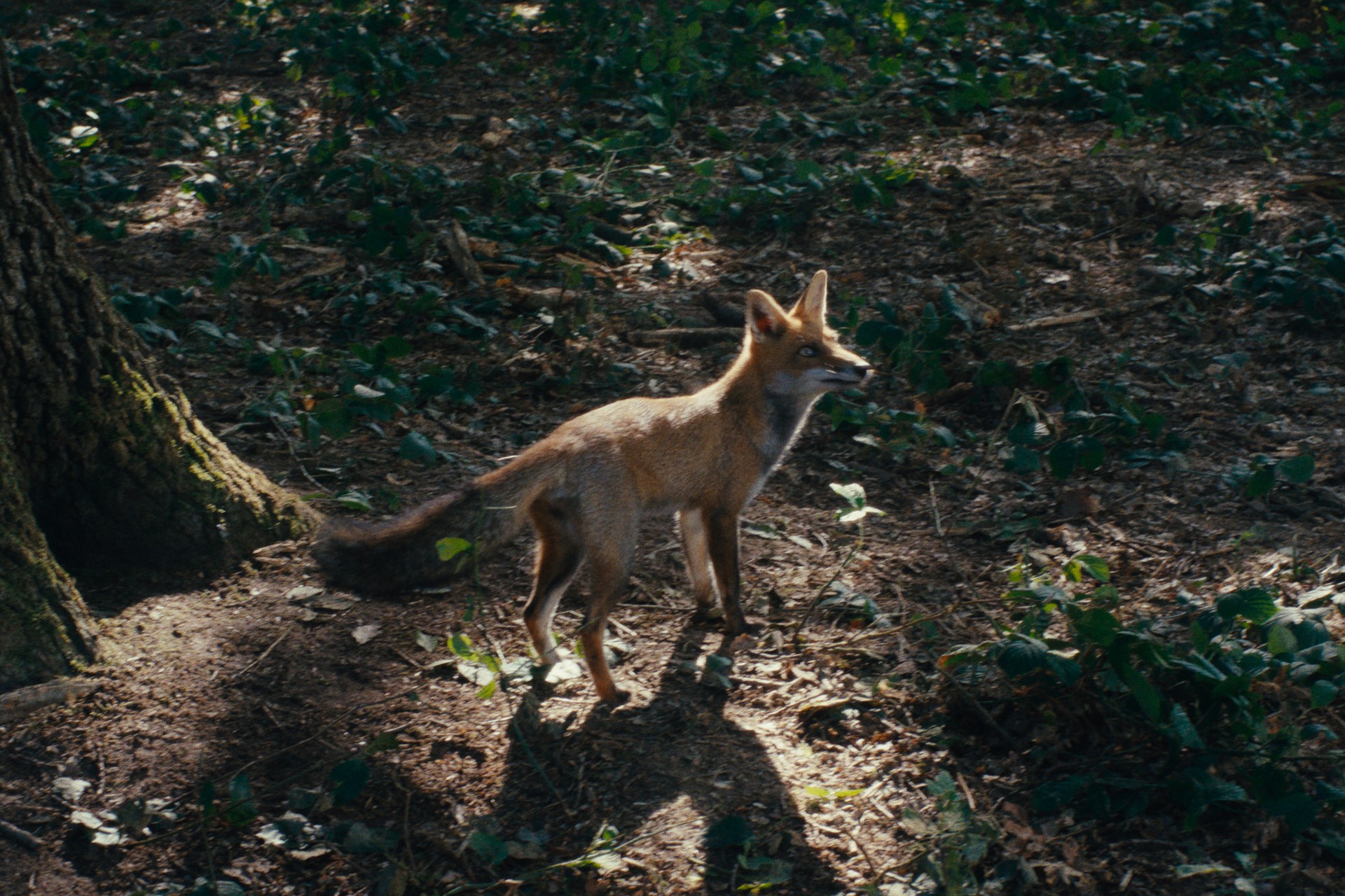 Bilder aus Wild Foxes