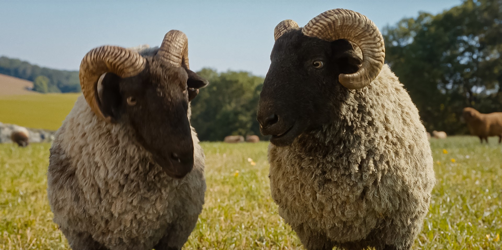 Bilder aus Glennkill: Ein Schafskrimi