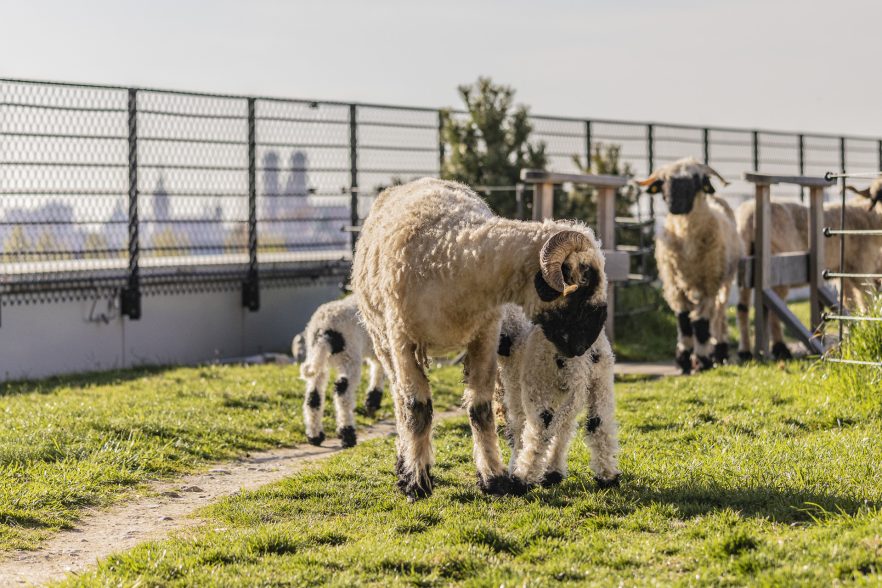Tiere in München: Die besten Ausflüge mit Kindern