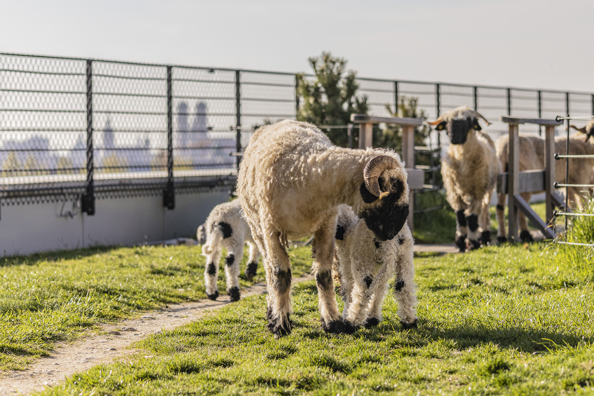 Sheep standing in a sunny farm yard beside a chain-link fence.
