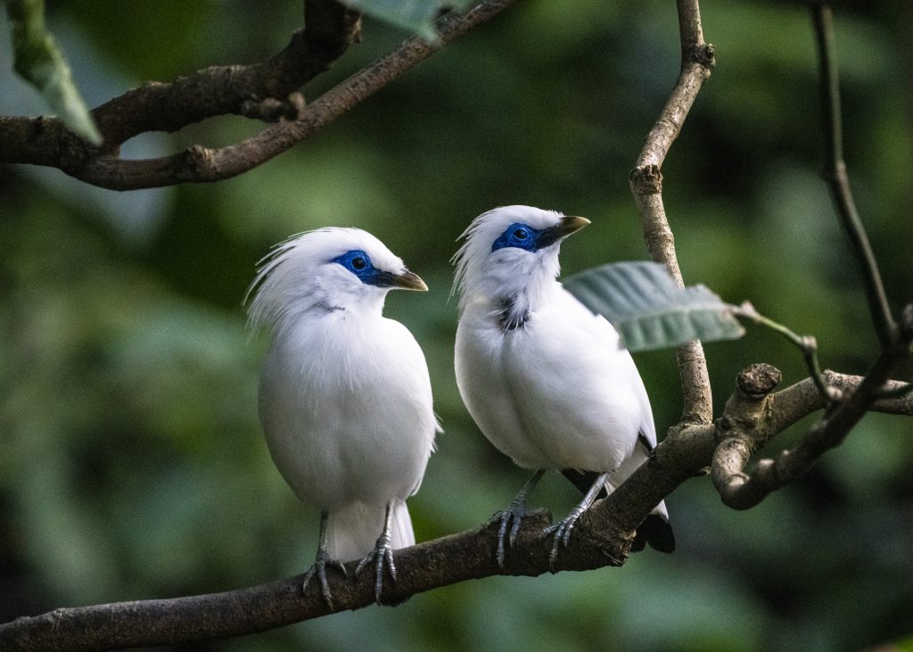Two white birds with blue faces perched on a tree branch amid green foliage.