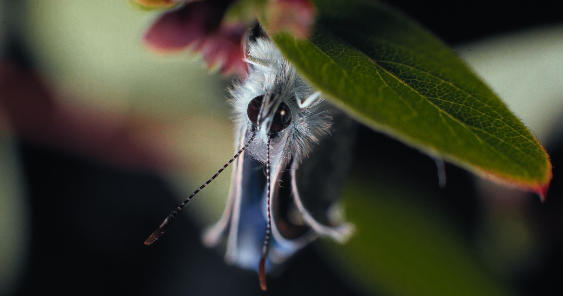46370a9-p-314816-print4.jpg - IN München - Das Stadtmagazin Bilder aus Insekten - Helden im Verborgenen