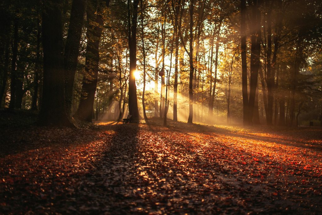 Herbstspaziergang-muenchen - IN München - Das Stadtmagazin Sunlit autumn forest path with sunlight streaming between tall trees and leaves on the ground.