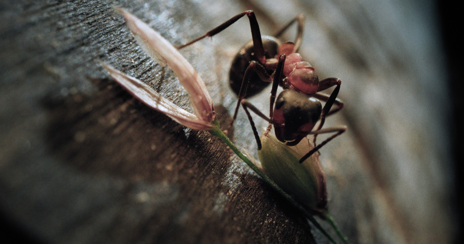 f03f6cd-p-314816-print5.jpg - IN München - Das Stadtmagazin Bilder aus Insekten - Helden im Verborgenen