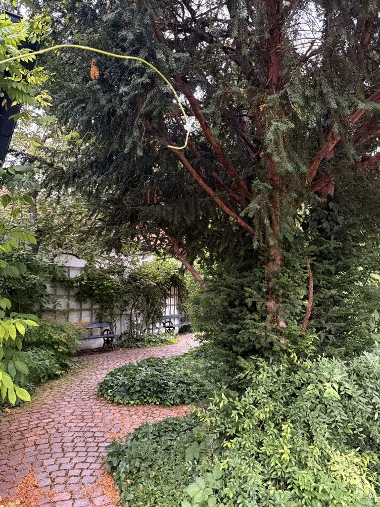 rosengarten-münchen-sitzmoeglichkeiten - IN München - Das Stadtmagazin Kopfsteinpflasterweg entlang angelegter Beete und altem Baumbestand. An einer umrankten weißen Wand stehen Metallbänke