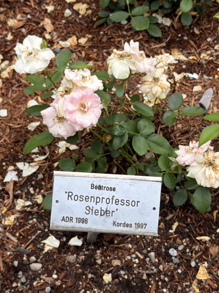 rosengarten-münchen-untergiesing-rosensorte-rosenprofessor - IN München - Das Stadtmagazin Sortenschild mit der Aufschrift "Beetrose Rosenprofessor Sieber" im Rosengarten München