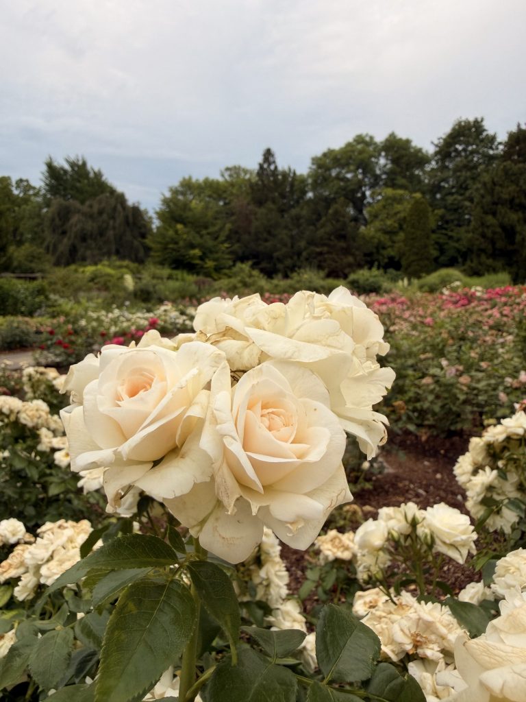 rosengarten-muenchen-weiße-rose - IN München - Das Stadtmagazin drei weiße Rosen im Vordergrund, zum Hintergrund das Rosenbeet im Rosengarten München