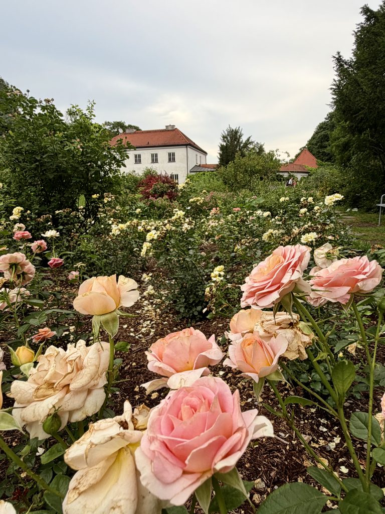 rosengarten-muenchen-zentrum - IN München - Das Stadtmagazin Großes Rosenbeet im Rosengarten München mit Rosen in den Farben rosa, weiß, beige. Im Hintergrund ein weißes Gartenhaus mit rotem Ziegeldach