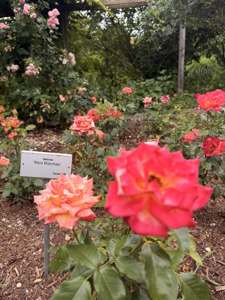 rosensorte-mein-münchen-rosengarten-münchen - IN München - Das Stadtmagazin Sortenschild mit der Aufschrift "Mein München" im Rosengarten München