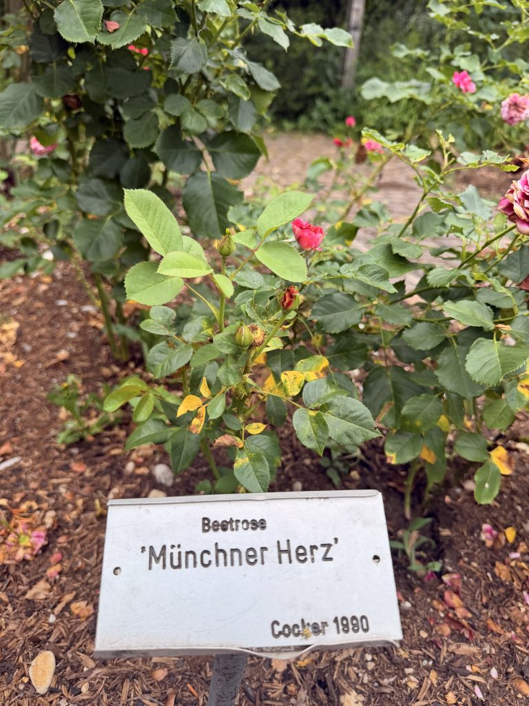 rosensorte-muenchener-herz-rosengarten-muenchen - IN München - Das Stadtmagazin Sortenschild mit der Aufschrift "Münchener Herz" im Rosengarten München
