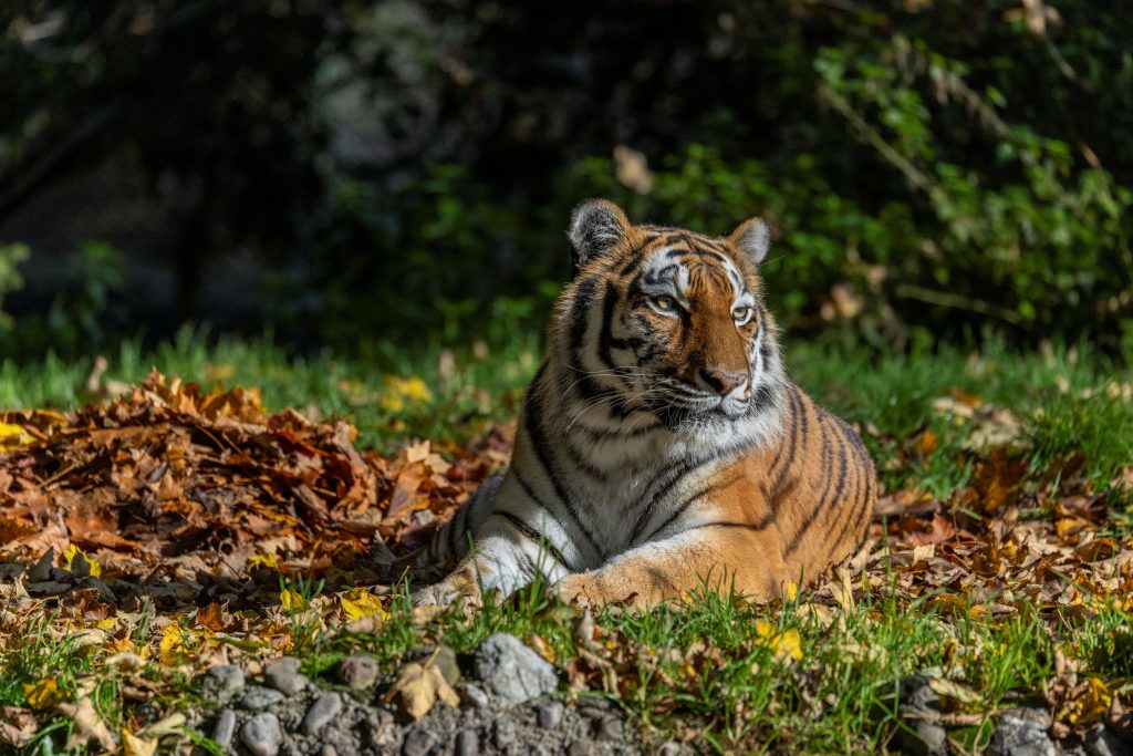 Sibirischer-Tiger_Julien_Huber - IN München - Das Stadtmagazin Tiger resting on a bed of autumn leaves with green grass and a dark, leafy background.