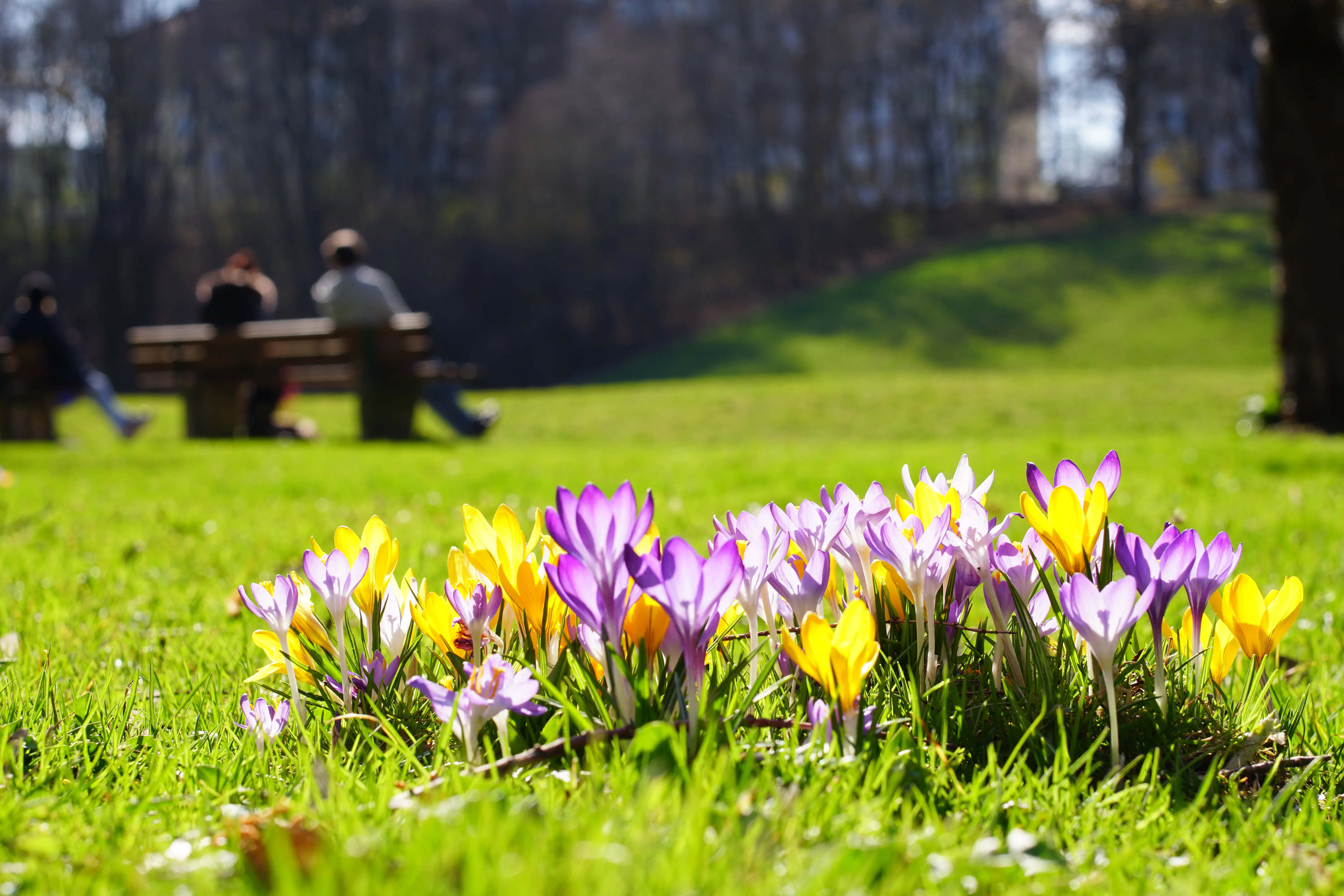 Krokusse im März