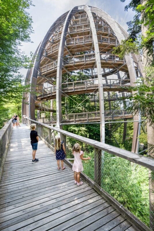 m Wald mittendrin und ganz oben:
der Baumwipfelpfad in NEUSCHÖNAU